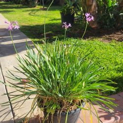 Plant Flowers Purple
