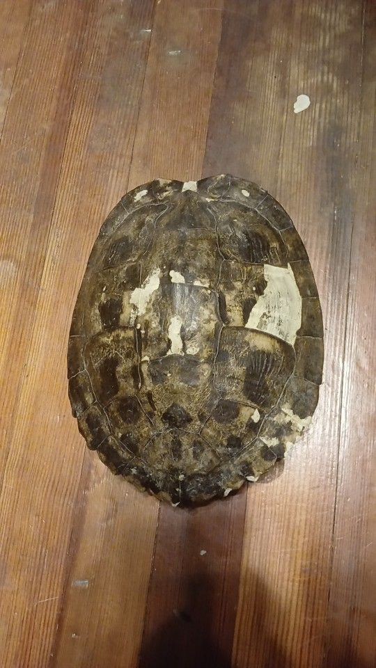 Big Turtle Shell