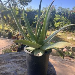 Large Aloe Vera Plants $10