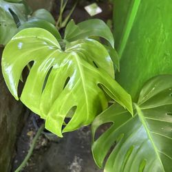Planta
