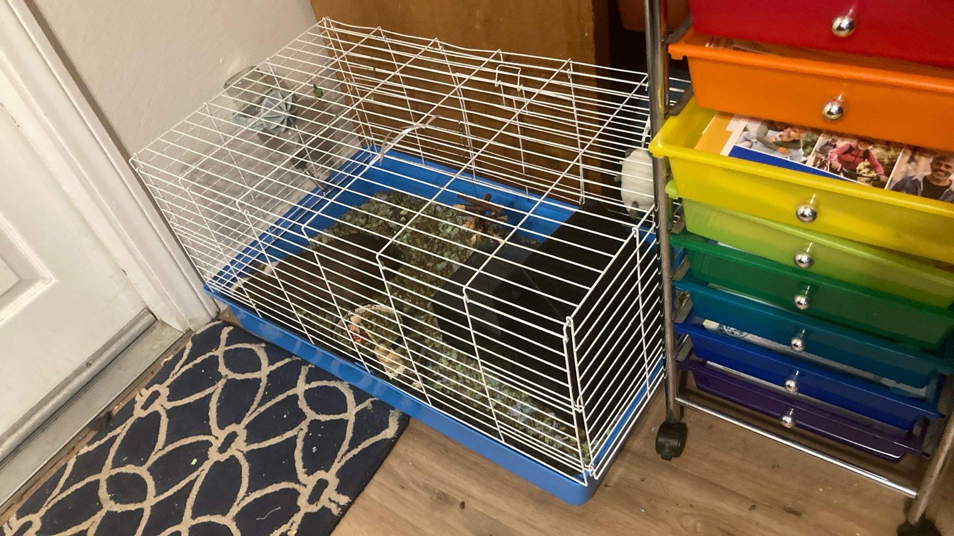 Guinea Pig And Cage Etc