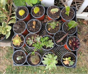 Cactus & Succulents for sale