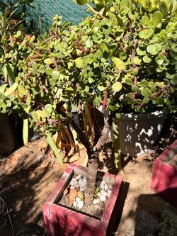 Suculenta planta
