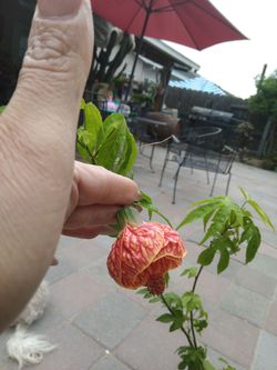 Campana china