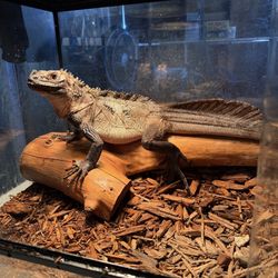Fake Lizard statue 