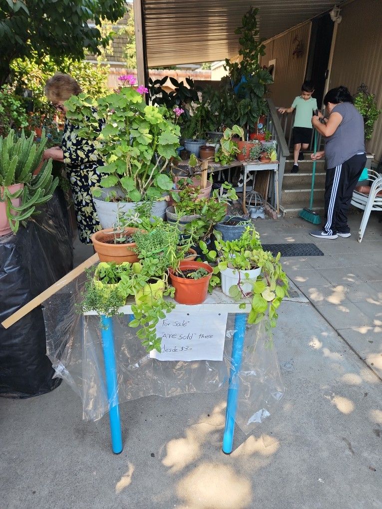 Vendo Plantas Desde 3 Dolares 