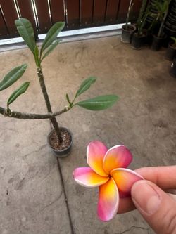 Plumeria
