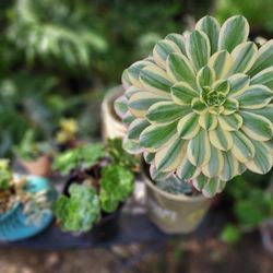 OUTDOOR PLANT ONE DAY SALE..FROM $2.50 TO $20.SAN LORENZO. OVER 1000 PLANTS