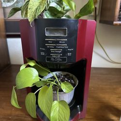 3 Varieties Of Pothos In A Coffee Pot Planter With Working Clock