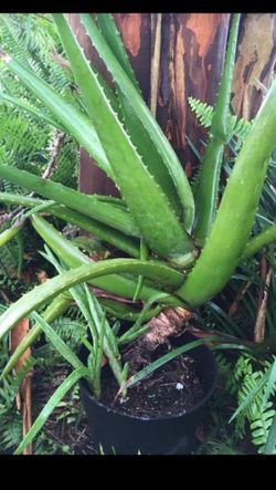 This beautiful Aloe Vera miracle plant with baby’s !$25 !good for your skin,hair and ...
