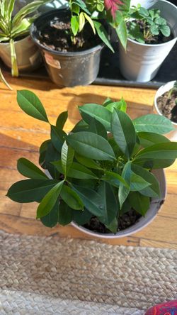Jambolan plants