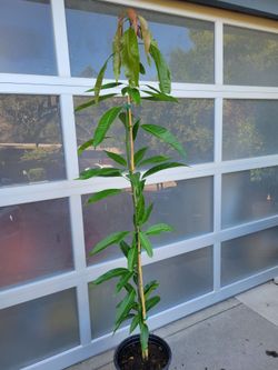 6ft Triple Sec Orange Mango Tree🥭