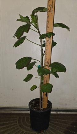Jamaican/Sorrel/Roselle Hibiscus Seedling Plant