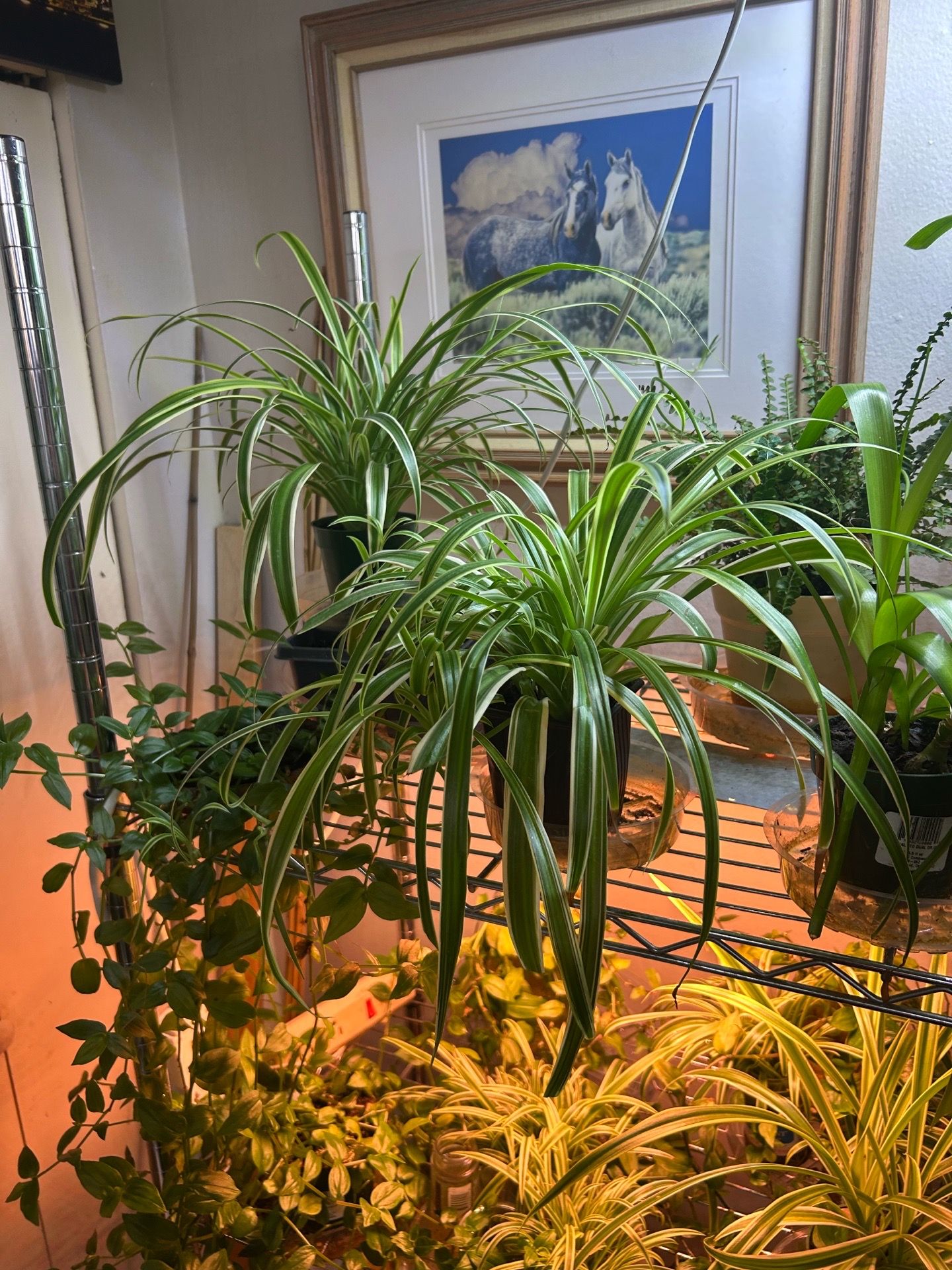 Spider plants 🪴 $8 each