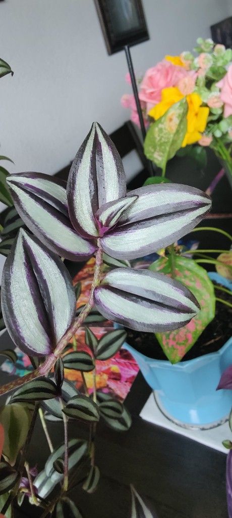 Inch Plant Clippings