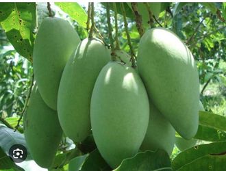 Xoai Tuong/ elephant mango trees