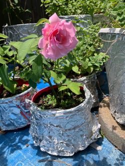 memorial day hybrid tea rose on its own root