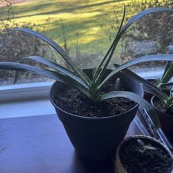 House Plants Different Sizes