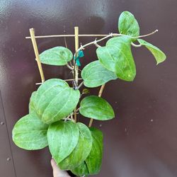 6” Hoya Sarawak Big Leafs 