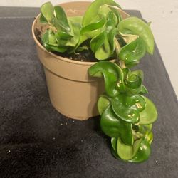 Hoya Rope 