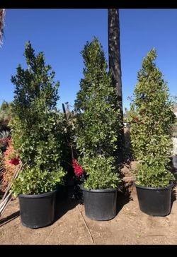24 Gallon Ficus Nítida Trees 