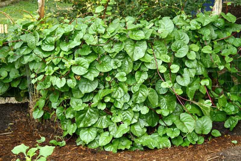 The Farming Poet - LIVE POTTED Vegetable PLANT - 8" MALABAR SPINACH - BASELLA ALBA