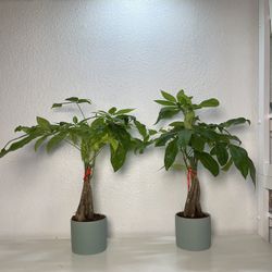Money Tree Plants With Green Cylinders Planters.($15 each ,19”tall )