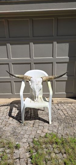 Longhorn skull