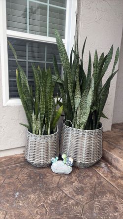 Large Snake Plants in Wicker Baskets