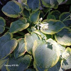 Extra Large Hostas