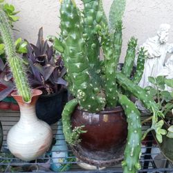 cactus en Base de ceramica