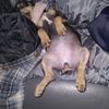 Sadie
