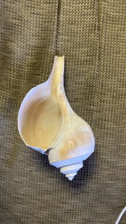 Rare Big Sea Shell   7 InchesB