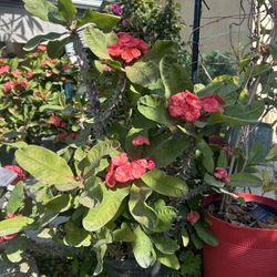 Planta De Corona De Cristo