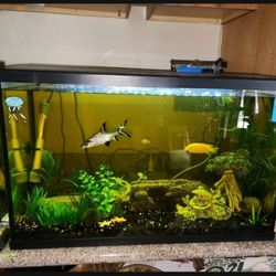 40 Gal Fish Tank