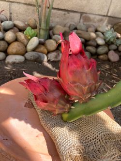 Sugar Dragon Dragon Fruit Plant, Fully Rooted, Sweet Red Fleshed Fruit