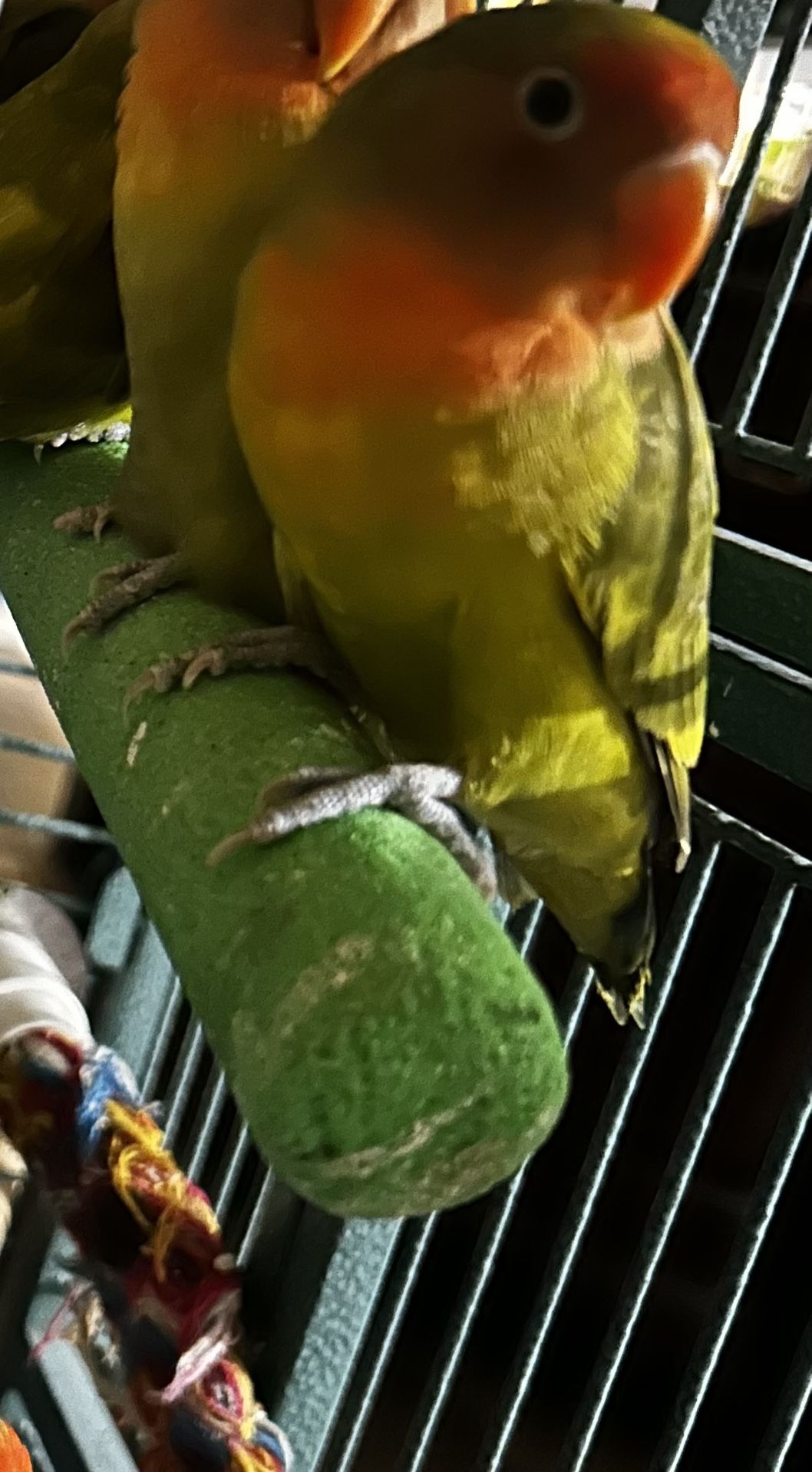 Bird Cage