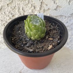 4 Inch Pot Succulent Plant - Sempervivum Arachnoideum - Cob webbed Houseleek - Cobweb Hurricane - Rooted & Established - Drought Resistant 🪴