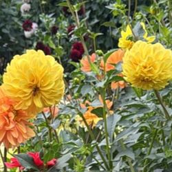 Dahlia Clumps 