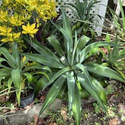 AGAVE PLANTS IN THE POTS FOR SALE