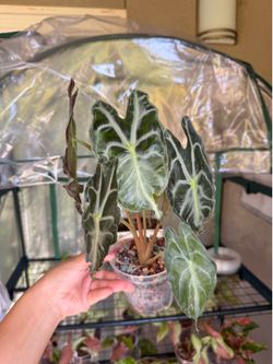Alocasia Venom Plant - 4inch