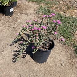 Plants