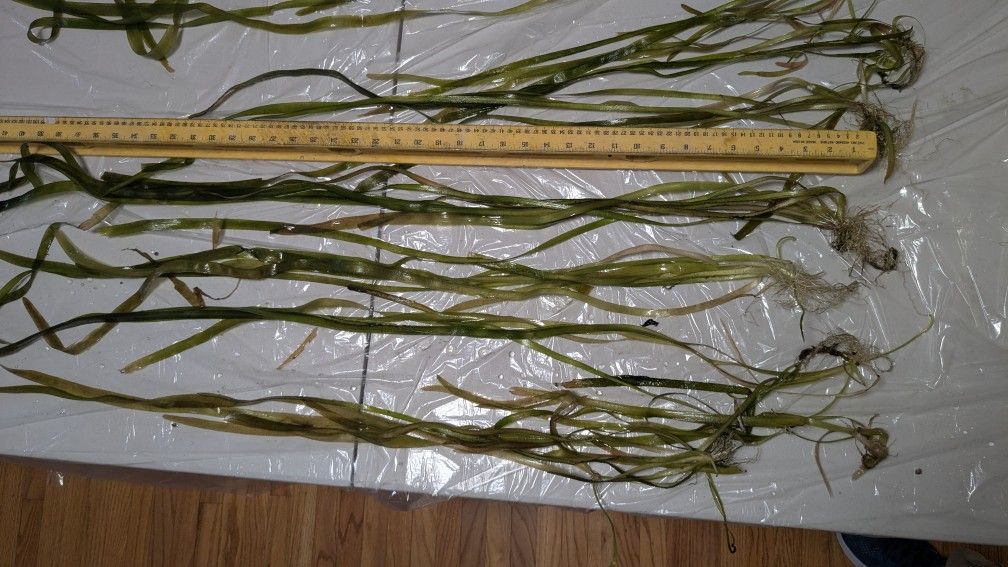 Aquarium Fresh Water Plants