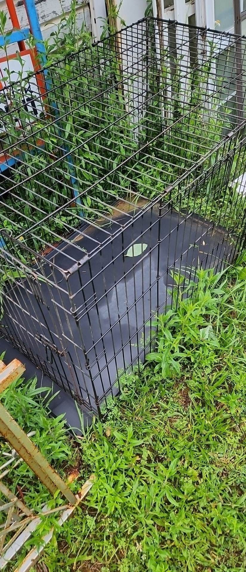 Dog Kennel