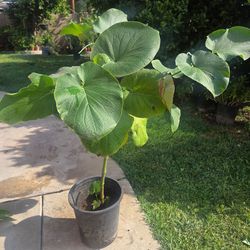 Yerva Santa Plant Medesinal