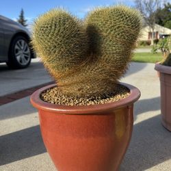 mammillaria cactus