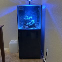 40 Gallon Saltwater Aquarium