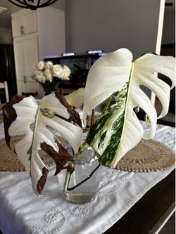 Monstera Albo Plant