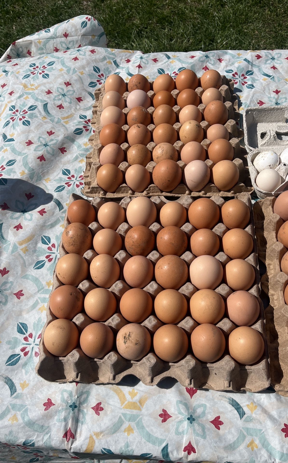 Eggs