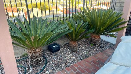 Mature Sago Palms for sale